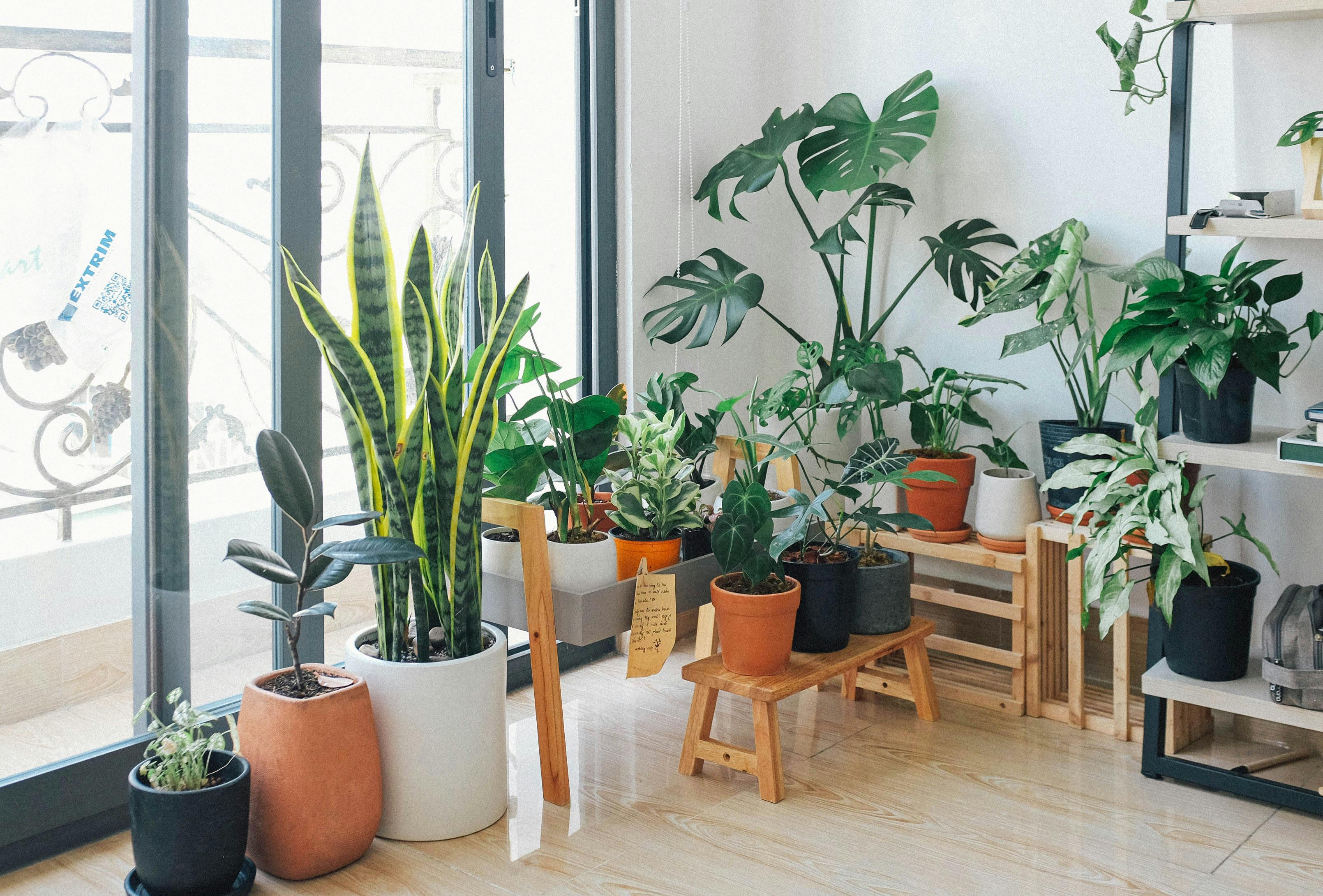 Indoor plants used for home styling